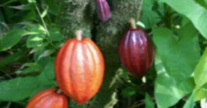 Cocoa beans were first cultivated by which country